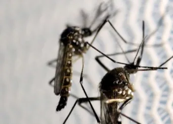 Rio de Janeiro registra aumento de 11% nos casos de dengue neste ano