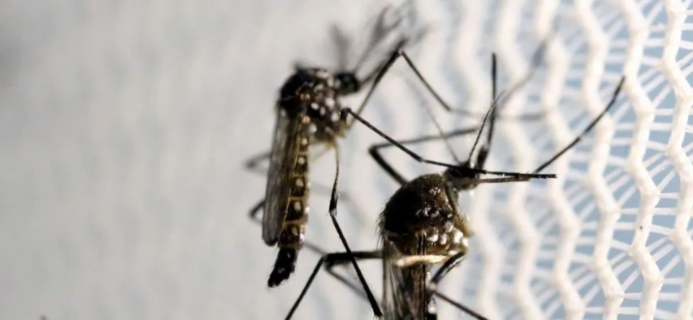 Rio de Janeiro registra aumento de 11% nos casos de dengue neste ano