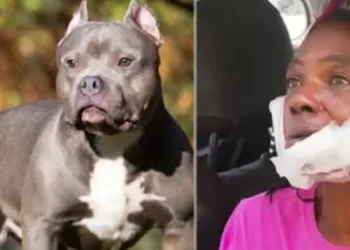 Homem é atacado e morto pelo cachorro ao tentar agredir a esposa
