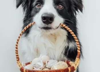 Pets: veja alimentos de Páscoa que são tóxicos para eles