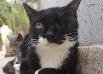 Campanha é lançada para estimular a adoção de animais especiais na cidade