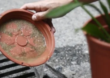 Secretaria de Saúde alerta para aumento de casos de dengue no RJ; confira 10 dicas para combater o Aedes aegypti
