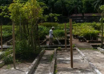 Rio ganha viveiro de árvores urbanas com capacidade para produzir dez mil mudas ao ano