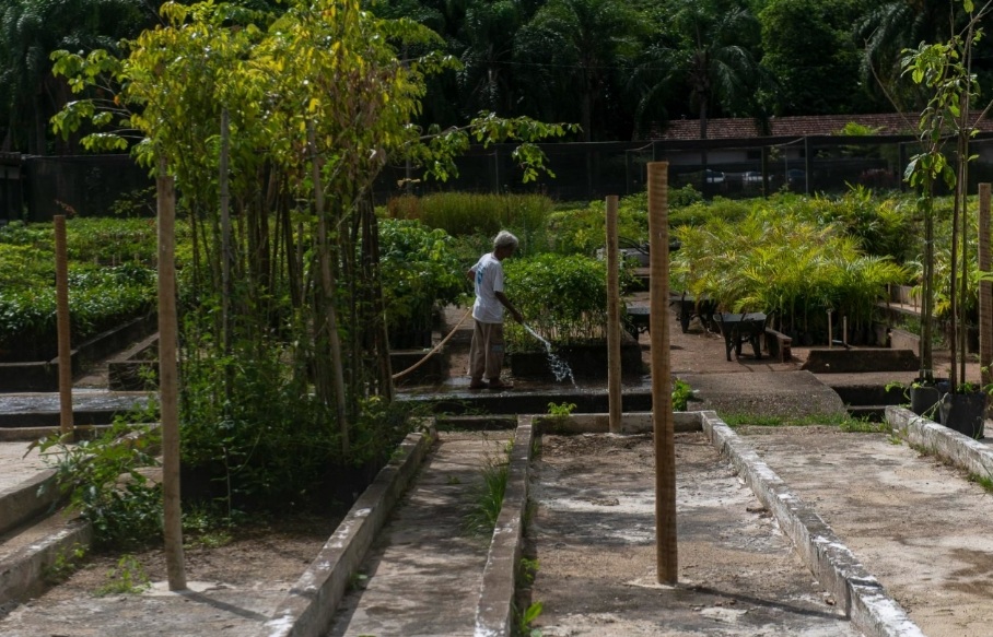 Rio ganha viveiro de árvores urbanas com capacidade para produzir dez mil mudas ao ano