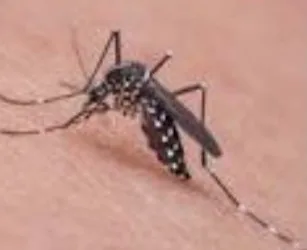 Casos de dengue no estado do Rio de Janeiro crescem 177% em 2022