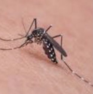 Casos de dengue no estado do Rio de Janeiro crescem 177% em 2022