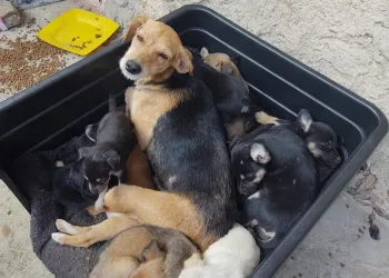QUASE 20 CÃES E GATOS MORREM EM INCÊNDIO NO RJ