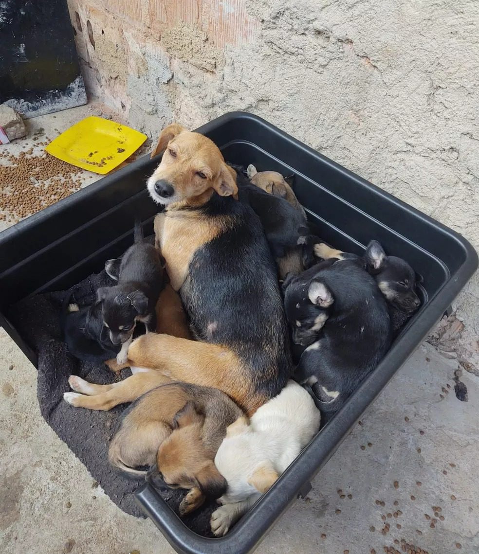 QUASE 20 CÃES E GATOS MORREM EM INCÊNDIO NO RJ