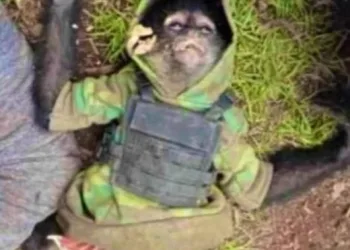 Macaco-aranha “do crime” morre em contronto entre policiais com traficantes