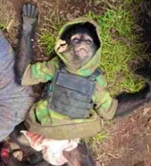 Macaco-aranha “do crime” morre em contronto entre policiais com traficantes