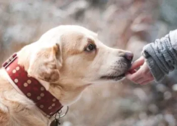 STJ vai decidir se ex deve pagar pensão alimentícia por cachorros
