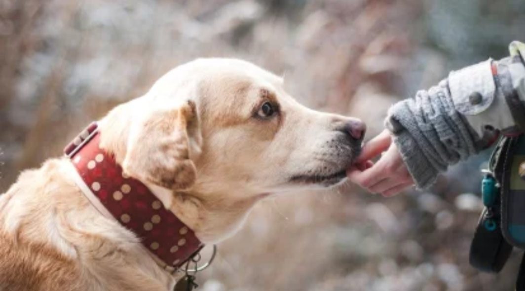 STJ vai decidir se ex deve pagar pensão alimentícia por cachorros