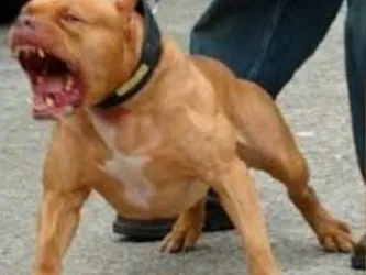 VIDEO FORTE: CÃES DA RAÇA PITTBUL ATACAM E MATAM EM CAMPO GRANDE