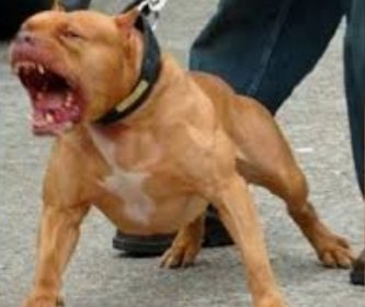 VIDEO FORTE: CÃES DA RAÇA PITTBUL ATACAM E MATAM EM CAMPO GRANDE