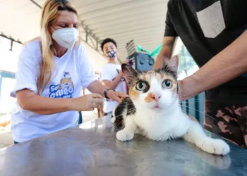 Barra de Guaratiba e Ilha da Gigóia recebem a campanha de vacinação antirrábica no próximo sábado