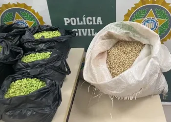 Homem é preso no Rio por tingir de verde feijão fradinho para vender como feijão de corda