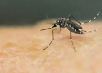 Rio registra aumento de 300% nos casos de dengue