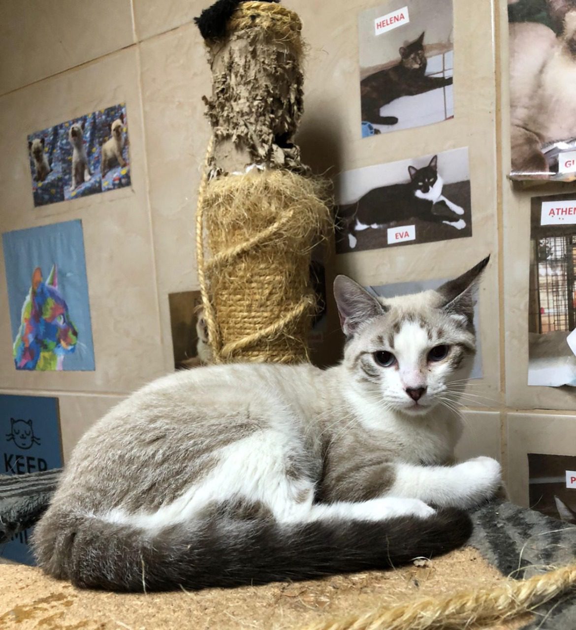 West Shopping recebe mais uma edição de sua Feira de Adoção Pet