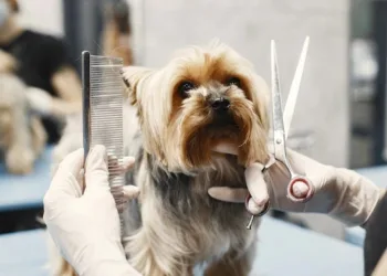 Prefeitura do Rio sanciona lei que obriga pet shops e clinica veterinárias a informar casos de maus tratos a policia