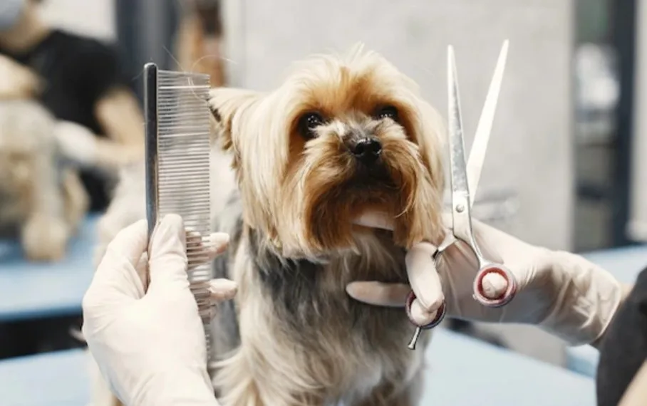 Prefeitura do Rio sanciona lei que obriga pet shops e clinica veterinárias a informar casos de maus tratos a policia