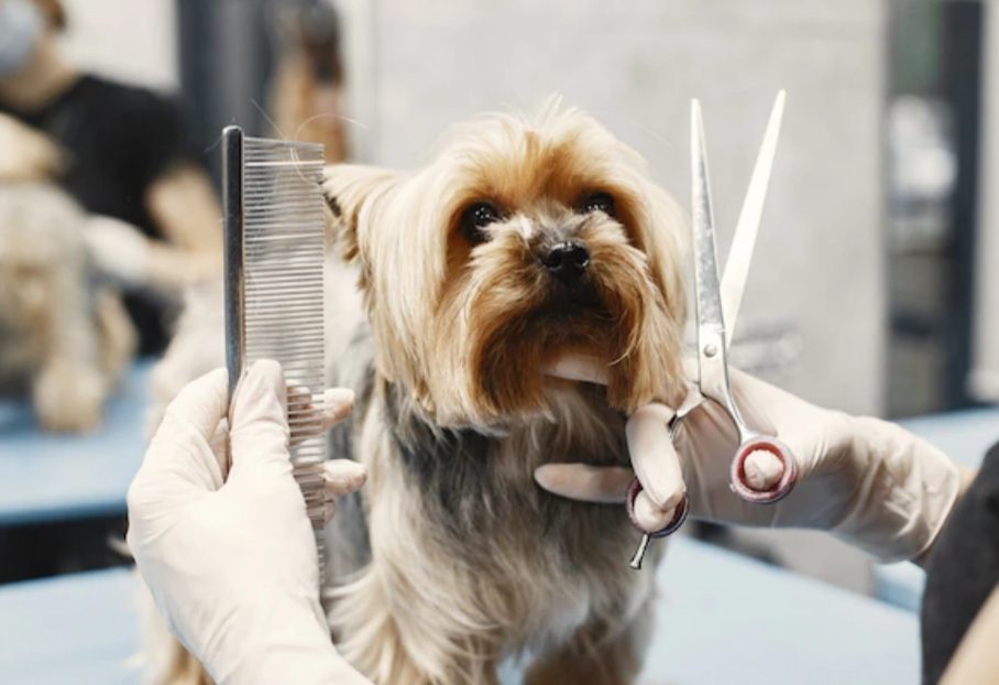 Prefeitura do Rio sanciona lei que obriga pet shops e clinica veterinárias a informar casos de maus tratos a policia