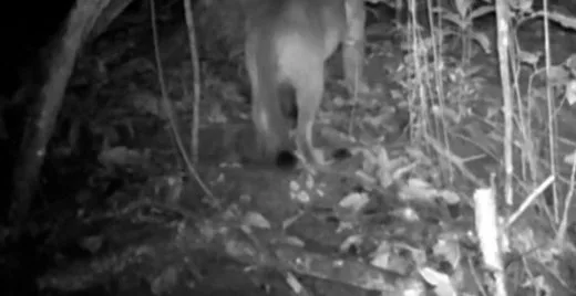 Onça-parda é registrada pela primeira vez na Ilha Grande, no Rio