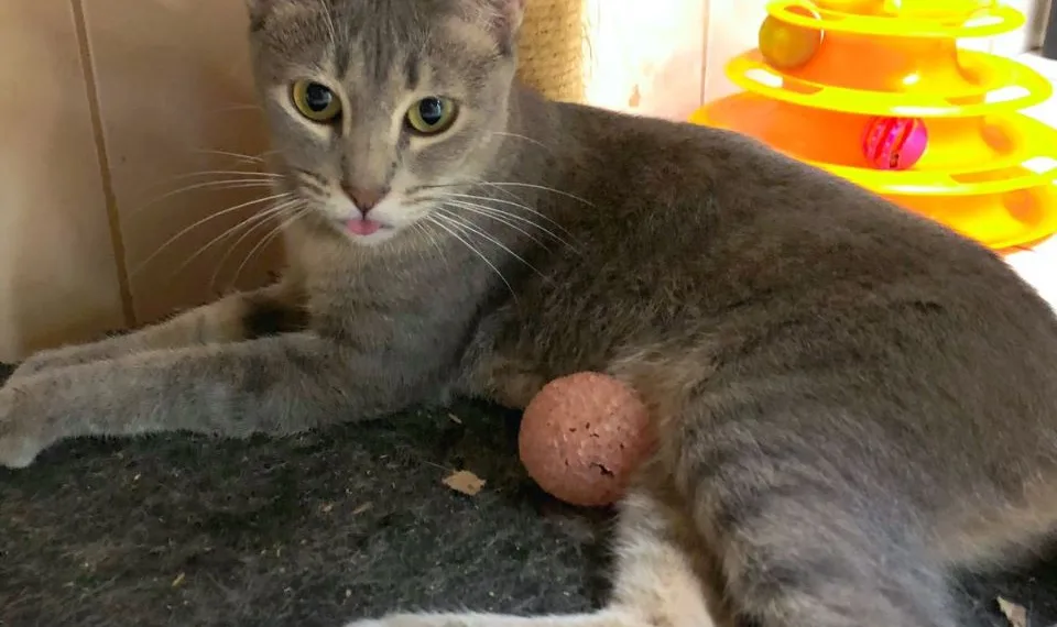 West Shopping promove, em janeiro, duas edições de sua Feira Pet