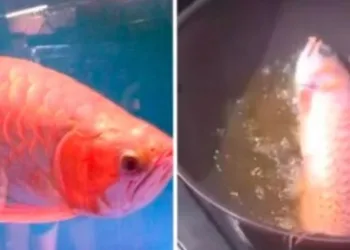 Mulher fritou o peixe do marido, que vale mais de R$1 milhão, como vingança por sua preguiça