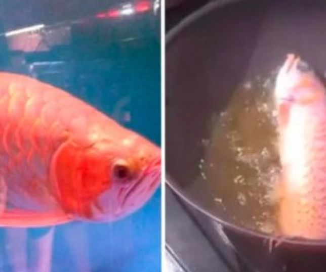 Mulher fritou o peixe do marido, que vale mais de R$1 milhão, como vingança por sua preguiça