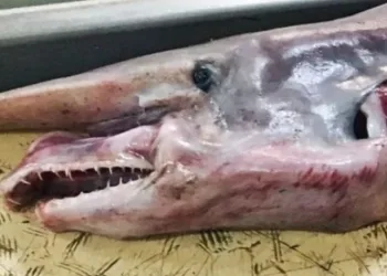 Um tubarão-duende raro (e bizarro) foi capturado por um pescador russo