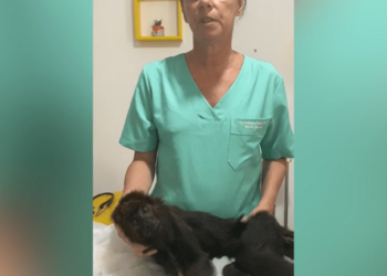 Com macaco bugio morto nas mãos, veterinária faz desabafo após animal agonizar por 10 dias sem ajuda