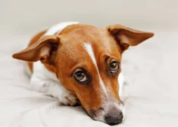 Prefeitura sanciona lei que aplica multa de R$8 mil  para quem maltratar animais
