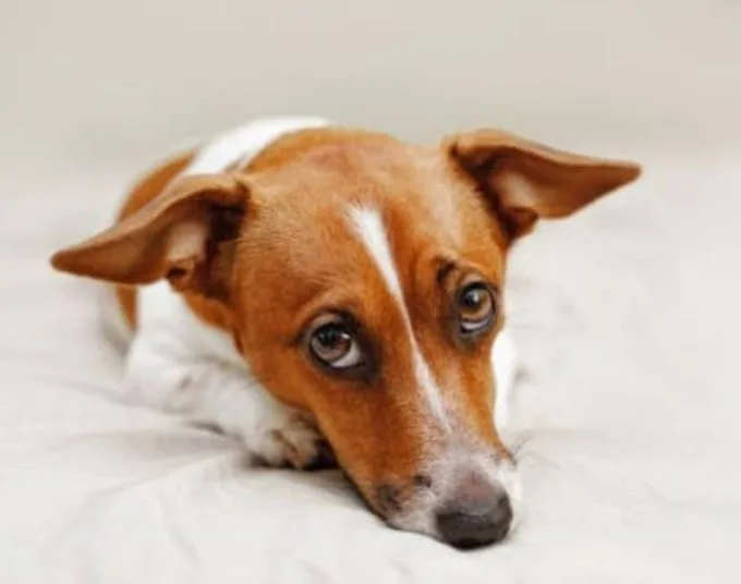 Prefeitura sanciona lei que aplica multa de R$8 mil  para quem maltratar animais