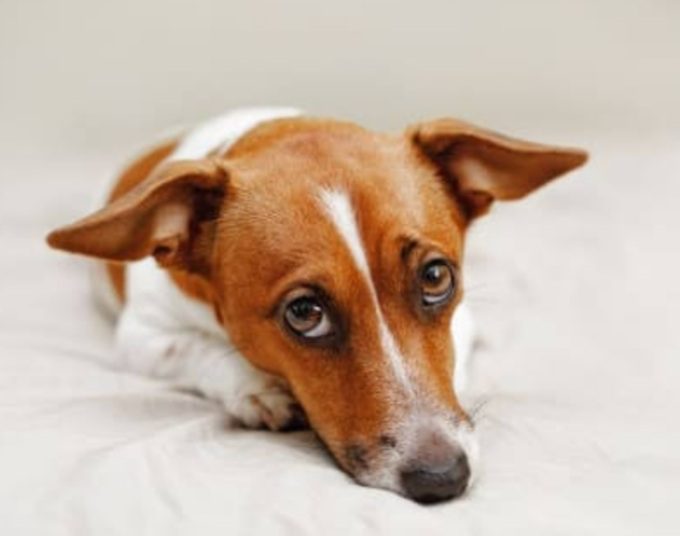 Prefeitura sanciona lei que aplica multa de R$8 mil  para quem maltratar animais