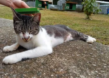 Voluntários se reúnem em Guaratiba para fazer ‘escovão” em gatos abandonados