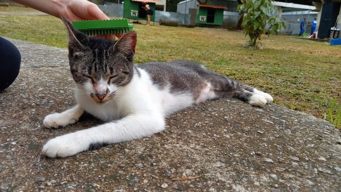 Voluntários se reúnem em Guaratiba para fazer ‘escovão” em gatos abandonados