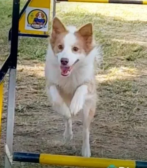 Prefeitura do Rio lança o quarto núcleo do programa Acãodemia Carioca na Zona Oeste