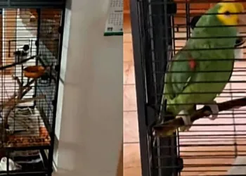 Vídeo: Papagaio responde ‘já vou’ e deixa Testemunhas de Jeová esperando por quase meia hora