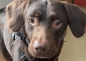 Cão ‘alcoólatra’ é sedado para tratar o ‘vício’ após dono morrer