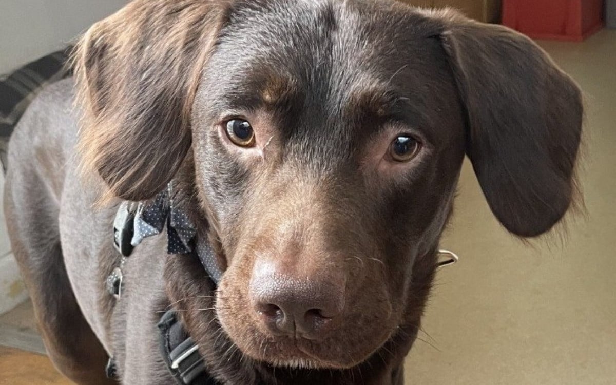 Cão ‘alcoólatra’ é sedado para tratar o ‘vício’ após dono morrer