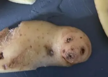 Mulher encontra ‘filhote de foca’ ao descascar batatas