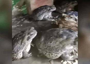 Vigilante tem dez sapos como animais de estimação: Comem na colher