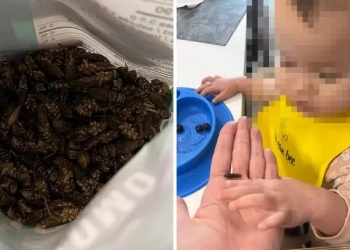 Mãe dá grilos a seu bebê como lanche para economizar $ 200 por semana: “Eles têm proteína”