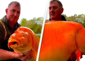 Pescador fisga enorme carpa semelhante a peixe-dourado que pesa o mesmo que uma criança de 10 anos