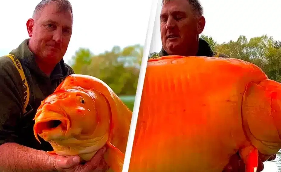 Pescador fisga enorme carpa semelhante a peixe-dourado que pesa o mesmo que uma criança de 10 anos
