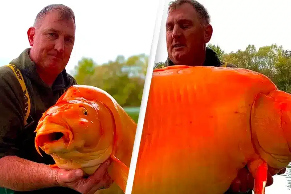 Pescador fisga enorme carpa semelhante a peixe-dourado que pesa o mesmo que uma criança de 10 anos