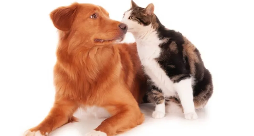 Prefeitura do Rio realiza 20 mil castrações gratuitas no primeiro trimestre de 2023