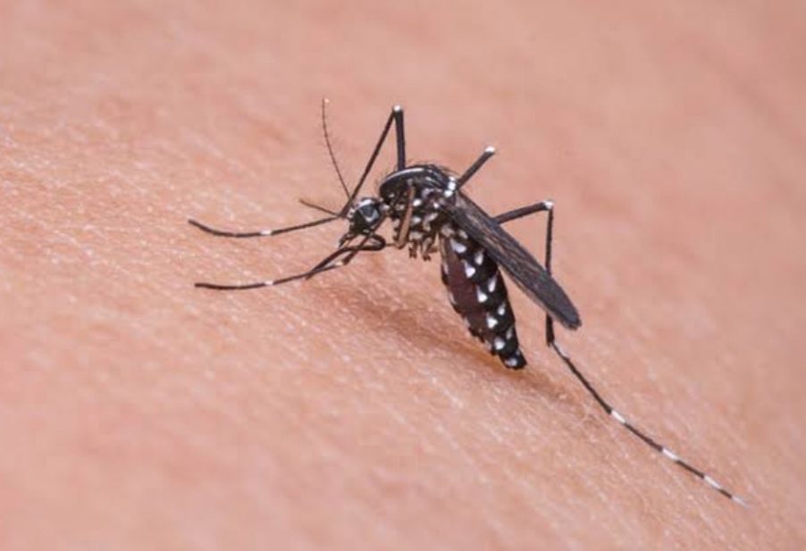Prefeitura orienta população contra a dengue
