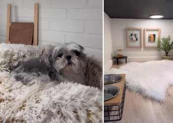 Cãozinho fofo ganha “quarto” decorado embaixo da escada e viraliza; veja como ficou!