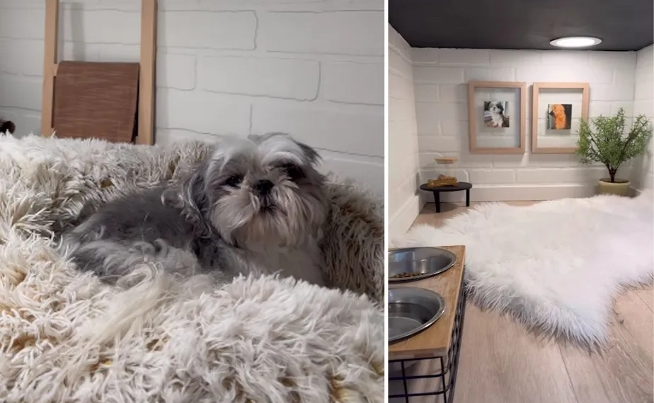 Cãozinho fofo ganha “quarto” decorado embaixo da escada e viraliza; veja como ficou!